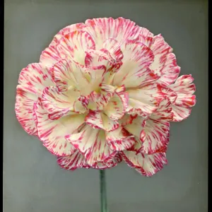 Dianthus Caryophyllus (Carnation) Dianthus Caryophyllus (Carnation)