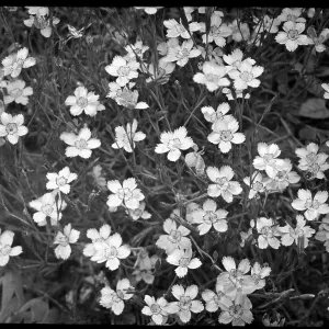 Dianthus Deltoides (Maiden Pink) Dianthus Deltoides (Maiden Pink)