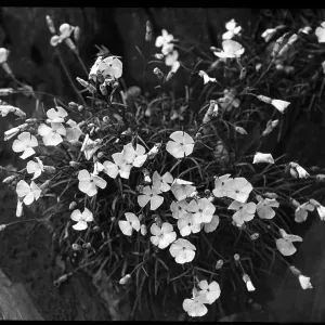 Dianthus Frigidus Dianthus Frigidus