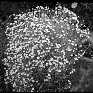 Dianthus Hungaricus Dianthus Hungaricus