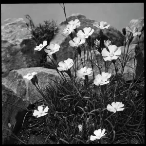 Dianthus Neglectus (Alpine Pink) Dianthus Neglectus (Alpine Pink)
