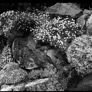 Dianthus on an outcrop Dianthus on an outcrop