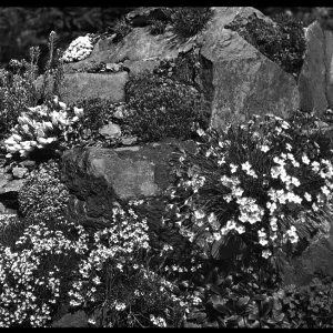 Dianthus in a rocky setting Dianthus in a rocky setting
