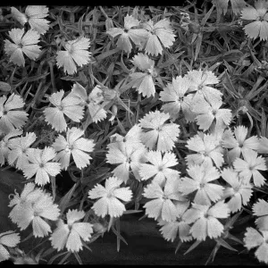 Dianthus species (unidentified) Dianthus species (unidentified)
