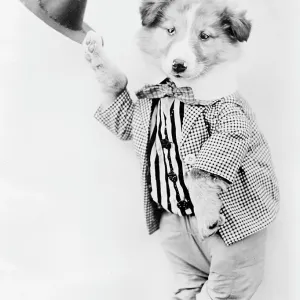DOG DOFFING HIS CAP DOG DOFFING HIS CAP