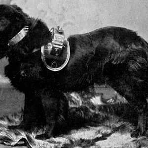 Dog Jack collects for orphanage Dog Jack collects for orphanage