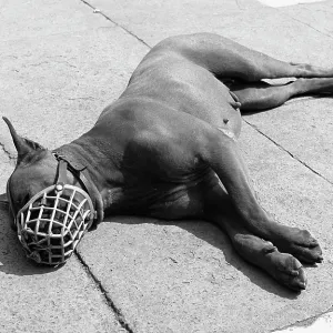 Dog in a muzzle, basking in the sunshine Dog in a muzzle, basking in the sunshine