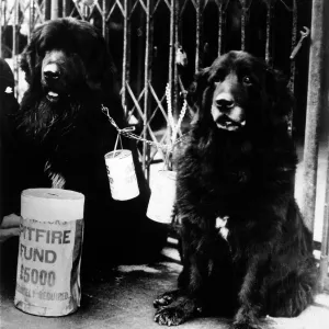 DOG AND SPITFIRE FUND DOG AND SPITFIRE FUND