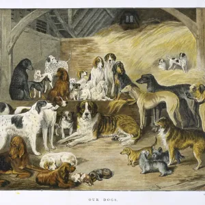 Our Dogs by Arthur Baker