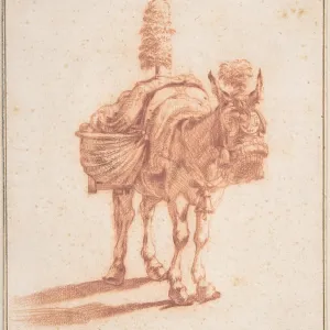 A Donkey, mid-17th century, Red chalk, sheet: A Donkey, mid-17th century, Red chalk, sheet: