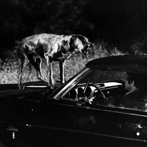 DRACULA'S DOG DRACULA'S DOG