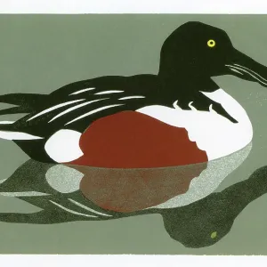 Drake Shoveler Drake Shoveler