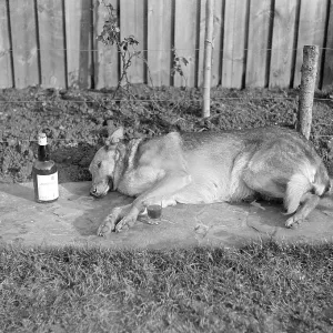 A drunk dog A drunk dog