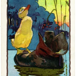 Duckling on a floating boot - Yachting