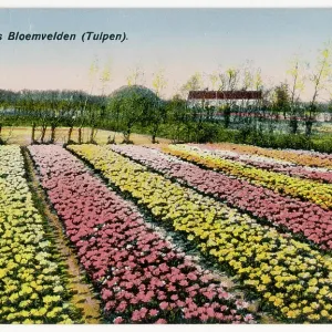 DUTCH TULIP FIELDS DUTCH TULIP FIELDS