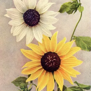Dwarf sunflowers