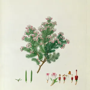Erica taxifolia Erica taxifolia