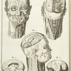 External and internal parts of the human head External and internal parts of the human head