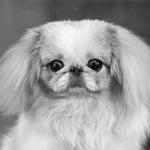 FALL/PEKINGESE/1955 FALL/PEKINGESE/1955