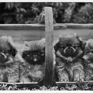 FALL/PEKINGESE/1955 FALL/PEKINGESE/1955
