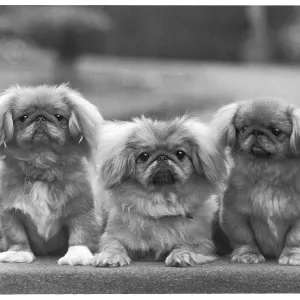 FALL/PEKINGESE/1957 FALL/PEKINGESE/1957
