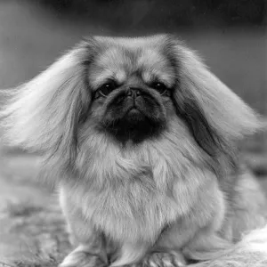 FALL/PEKINGESE/1957 FALL/PEKINGESE/1957