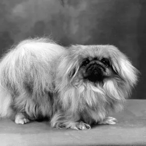 FALL/PEKINGESE/1957 FALL/PEKINGESE/1957