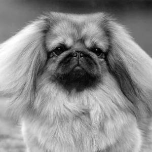 FALL/PEKINGESE/1957 FALL/PEKINGESE/1957