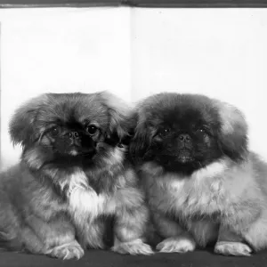 FALL/PEKINGESE/1959 FALL/PEKINGESE/1959
