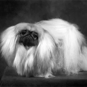 FALL/PEKINGESE/1959 FALL/PEKINGESE/1959