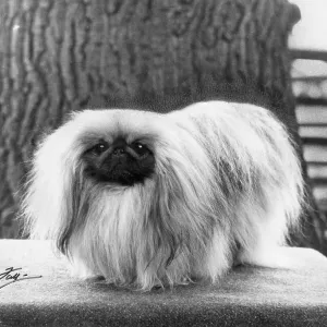 FALL/PEKINGESE/1966 FALL/PEKINGESE/1966
