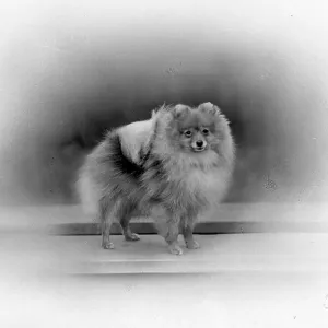 FALL/POMERANIAN/1934 FALL/POMERANIAN/1934
