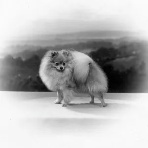 FALL/POMERANIAN/1935 FALL/POMERANIAN/1935