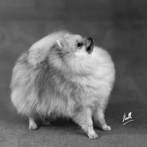 FALL/POMERANIAN/1948 FALL/POMERANIAN/1948
