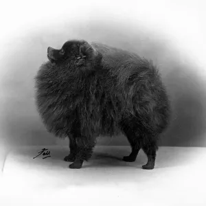 FALL/POMERANIAN/1956 FALL/POMERANIAN/1956
