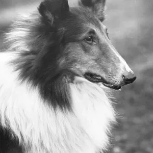 FALL/ROUGH COLLIE/1933 FALL/ROUGH COLLIE/1933