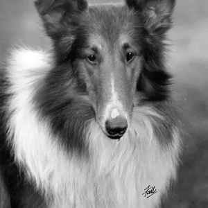 FALL/ROUGH COLLIE/1933 FALL/ROUGH COLLIE/1933