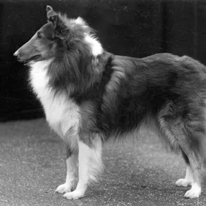 FALL/ROUGH COLLIE/1937 FALL/ROUGH COLLIE/1937