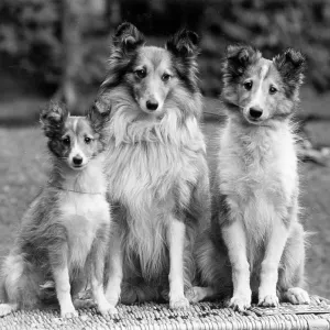 FALL/ROUGH COLLIE/1938 FALL/ROUGH COLLIE/1938