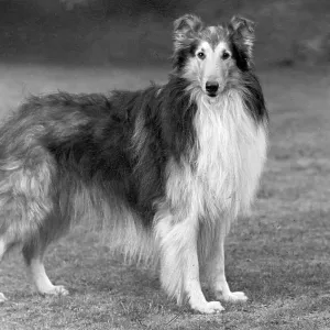 FALL/ROUGH COLLIE/1951 FALL/ROUGH COLLIE/1951