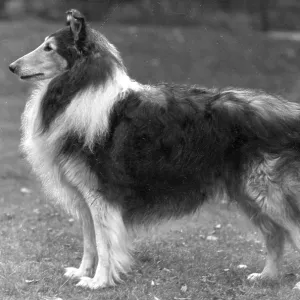 FALL/ROUGH COLLIE/1953 FALL/ROUGH COLLIE/1953