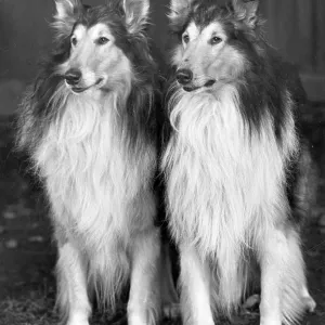 FALL/ROUGH COLLIE/1953 FALL/ROUGH COLLIE/1953