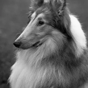 FALL/ROUGH COLLIE/1955 FALL/ROUGH COLLIE/1955