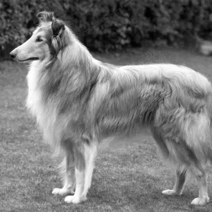 FALL/ROUGH COLLIE/1962 FALL/ROUGH COLLIE/1962