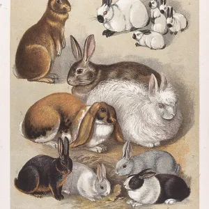 Our Fancy Rabbits