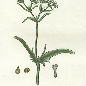 Fedia Dentata Fedia Dentata
