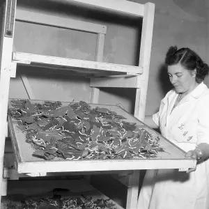 Feeding silk worms Feeding silk worms