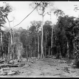 FELLING TREES/W.AFRICA FELLING TREES/W.AFRICA