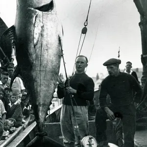 Fisherman with a mate with a catch of giant tuna Fisherman with a mate with a catch of giant tuna