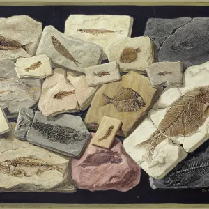 Fossil fish from the collection of William Willoughby Cole